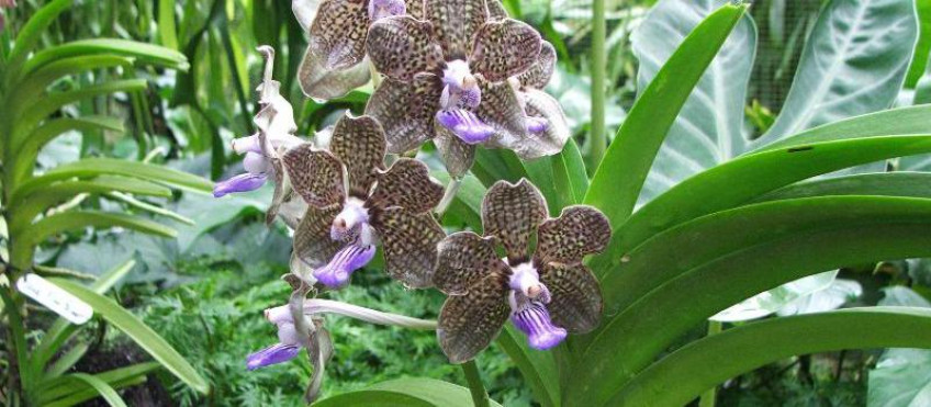 Всемирная выставка орхидей