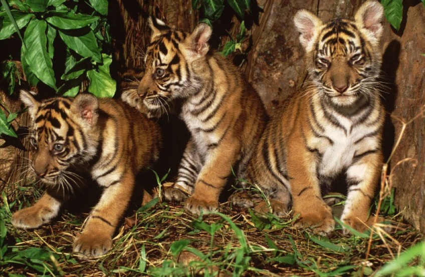 500 суматранских тигров осталось - оптимистичная оценка