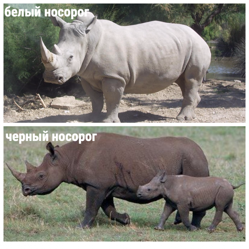 Носороги. Почему черные и белые носороги не белые и не черные?