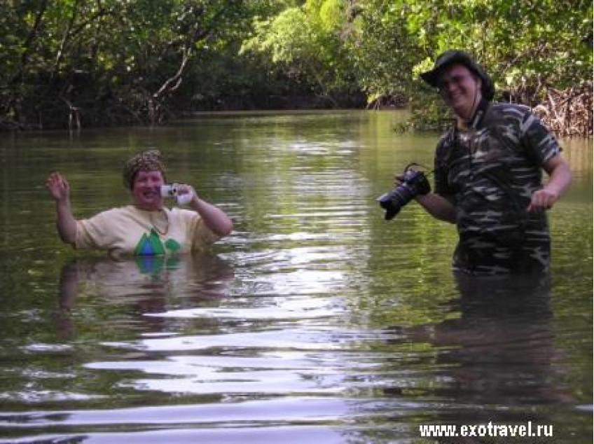 Притяжение мангрового леса