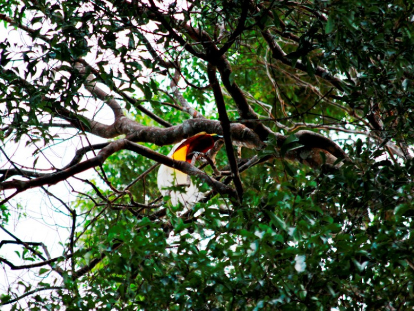 Наблюдение райских птиц в Папуа