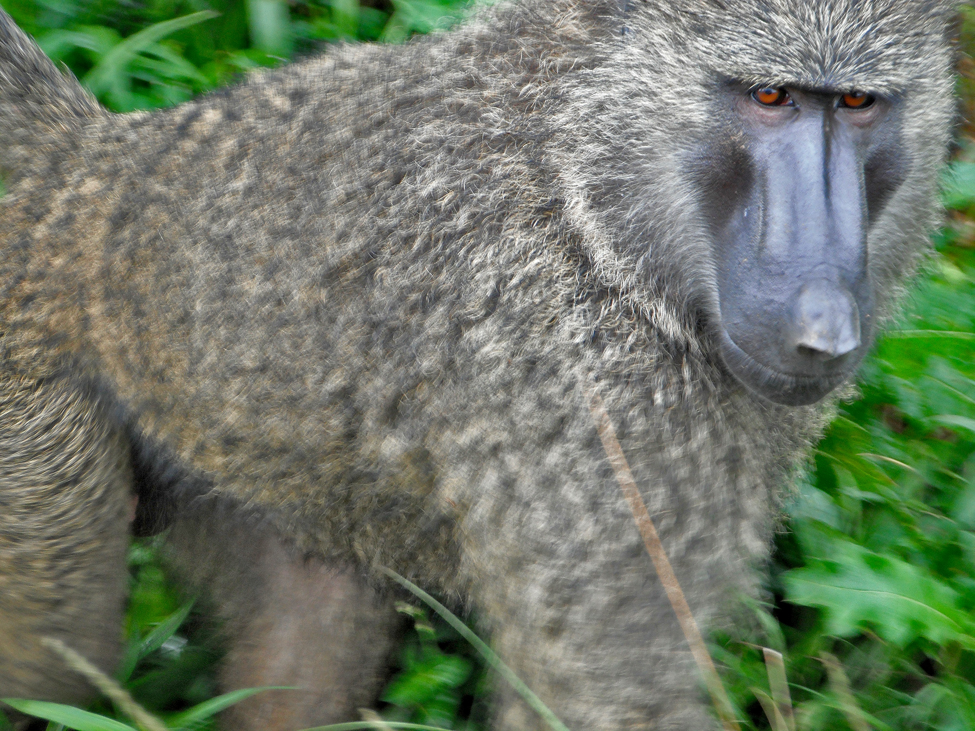 Экспедиция в Африку. Горные гориллы и сафари в Уганде.