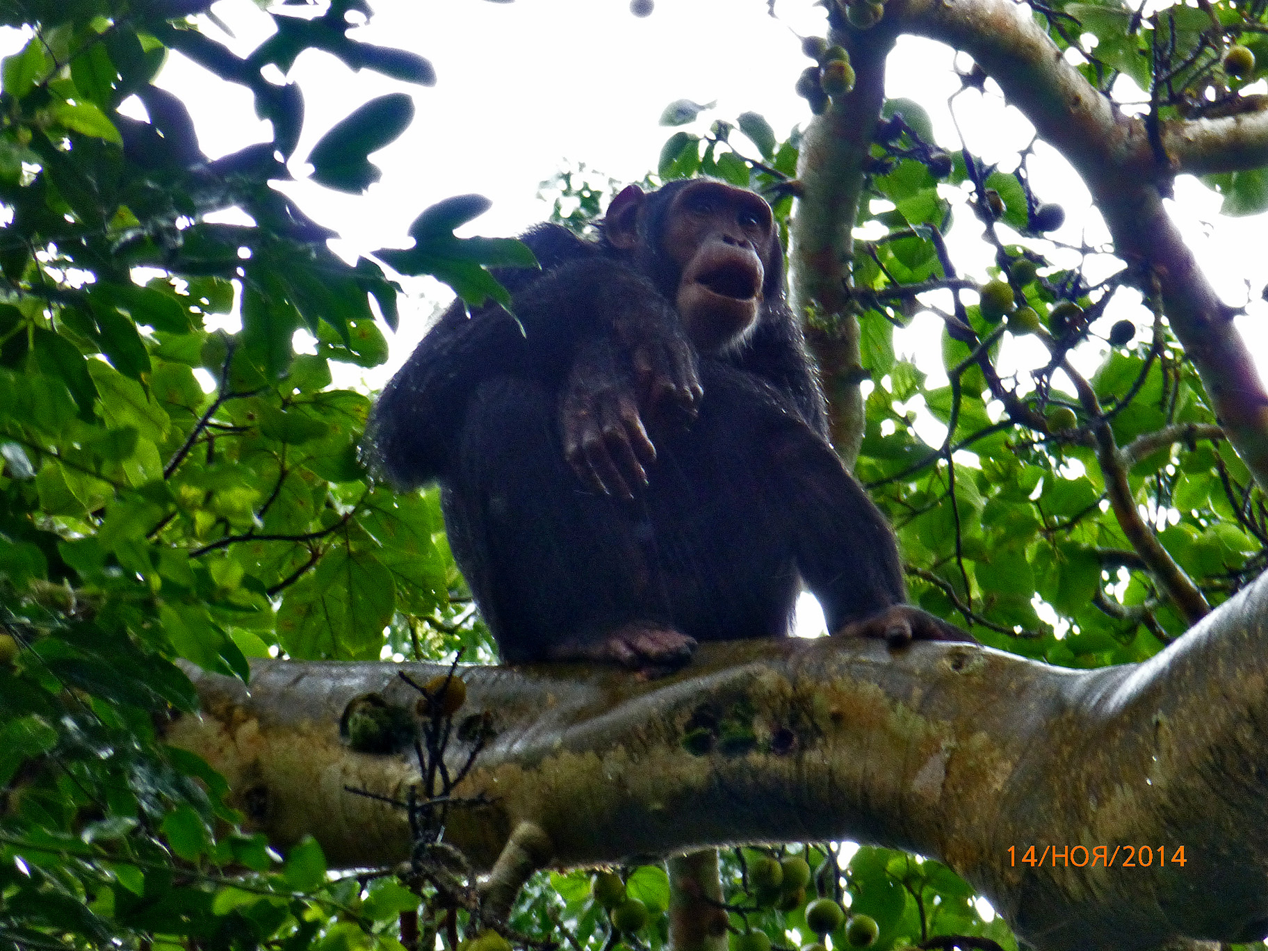 Экспедиция в Африку. Горные гориллы и сафари в Уганде.