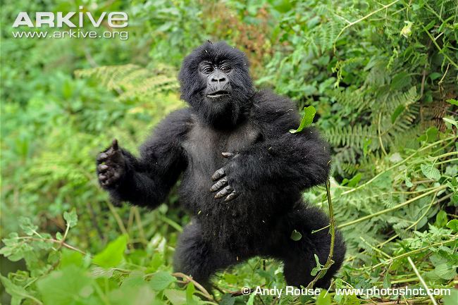 Восточная горилла (Gorilla beringei)