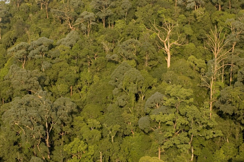 Диптерокарповый лес в Таман Негара